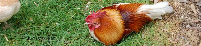 Coq