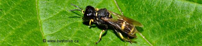 Photo d'un insecte de la famille des crabronid�s - Ectemnius continuus