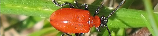 Photo d'un crioc�re