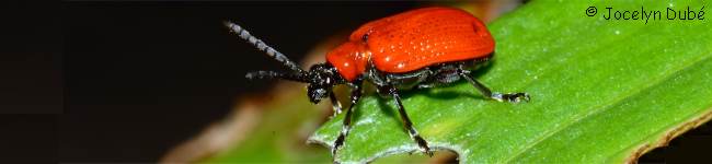 Photo d'un insecte de la famille des crioc�rin�s (Criocerinae)