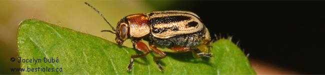 Photo d'un Cryptoc�phale � deux bandes