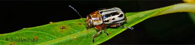 Photo d'un insecte de la sous-famille des Cryptocephalinae