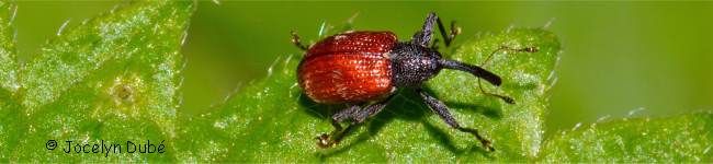 Photo de Curculionid�s (Anthonomus haematopus)