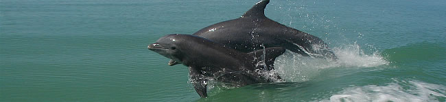 Dauphins