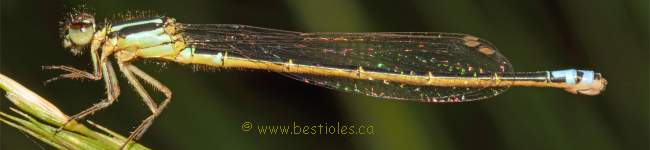 Demoiselle - Zygoptera