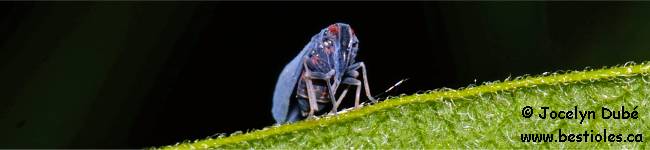 Photo d'un insecte de la famille des derbid�s (Derbidae)