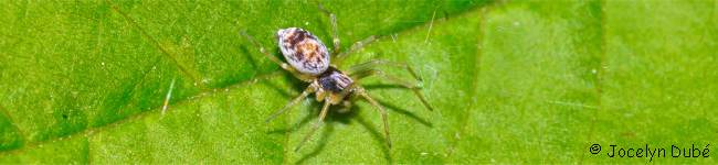 Photo d'araign�e de la famille des Dictynid�s (Dictynidae)