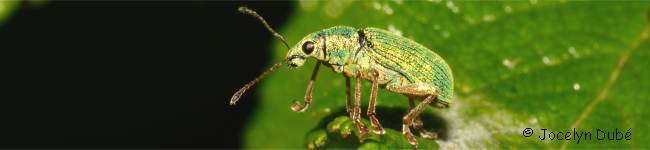 Photo d'insecte de la sous-famille des Entiminae