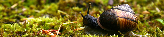 Escargot