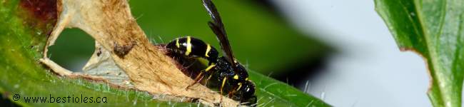 Photo d'insecte de la sous-famille Eumeninae (Symmorphus crystatus)