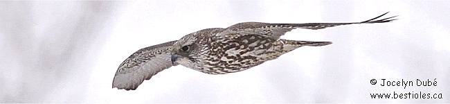 Photo d'un Faucon gerfaut