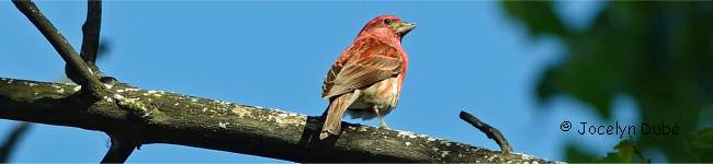 Photo d'un oiseau de la famille des fringillid�s (Fringillidae)