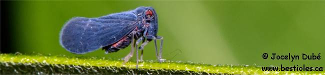 Photo d'un insecte de la superfamille des folgorid�s (Fulgoroidea)