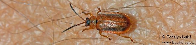 Galerucella calmariensis