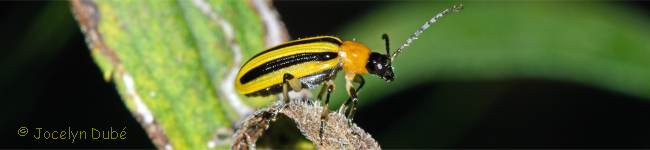 Photo d'un insecte de la famille des gal�ruques (Galerucinae)