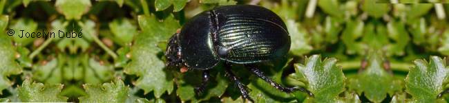 Photo d'un g�otrupes (Geotrupidae)