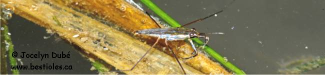 Photo d'un gerrid�s (Gerridae)