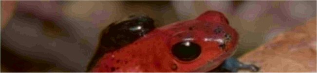 Photo de grenouille des fraises