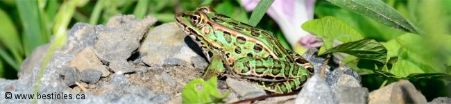 Photo d'anoure (grenouille l�opard)