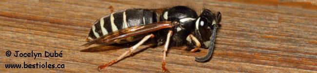 Photo d'insecte du sous-ordre des apocrites