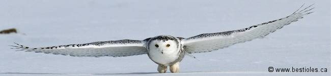 Photo d'harfang des neiges