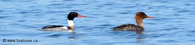 Photo d'un couple de harles hupp�s