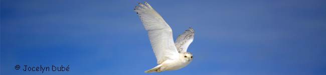 Photo d'un hibou en vol
