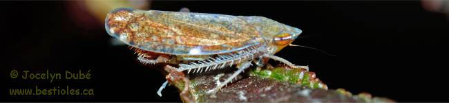 Photo d'un insecte du sous-ordre des homopt�res (Homoptera)