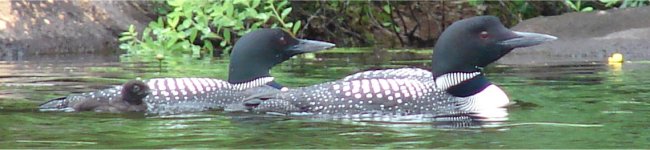 Photo de huards � colliers