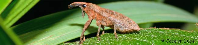 Photo d'insecte de la sous-famille Lixinae