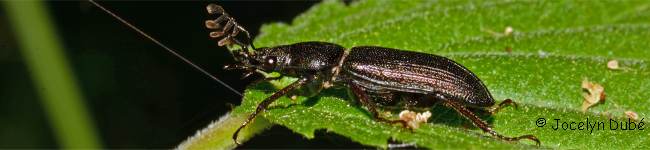 Photo de lucane (Lucanidae)