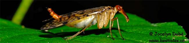 Photo de m�copt�re (Mecoptera)