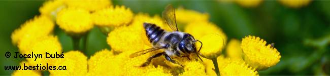 Photo d'une abeille m�gachile (Megachilidae)