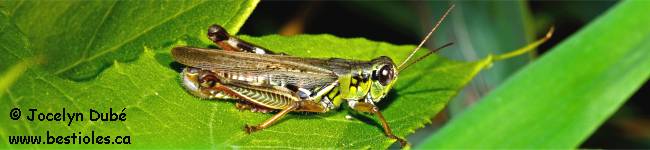 Insecte du genre Melanoplus