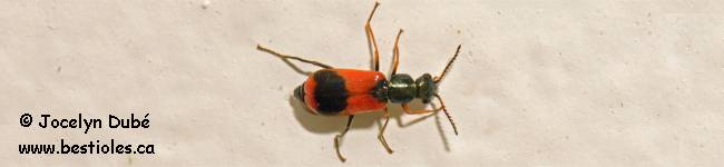 Photo d'un insecte de la famille des m�lyrid�s (Melyridae)