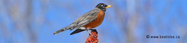 Photo d'un merle d'Am�rique ou Rouge-gorge
