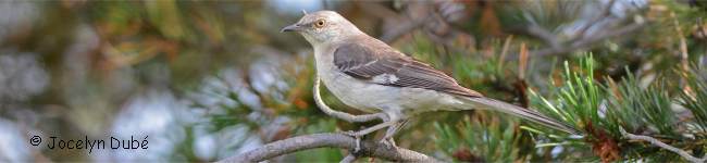 Photo d'un oiseaux de la famille des Mimid�s (Mimidae)