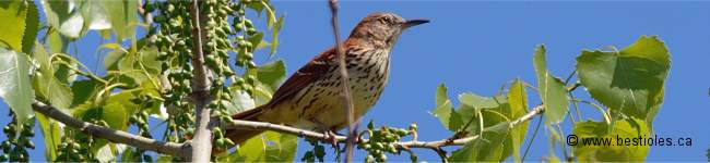 Photo d'un oiseau roux
