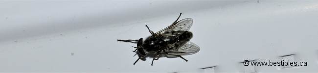 Photo d'une mouche � cheval