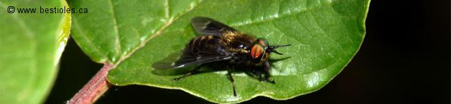 Photo d'une mouche � chevreuil