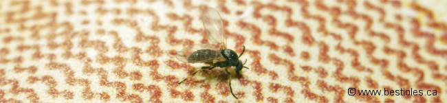 Photo d'une mouche noire