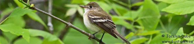 Moucherolle des saules - Empidonax traillii