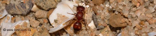 Photo de mutillid�s - Famille Mutillidae