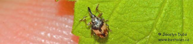 Photo de Nanophyes marmoratus