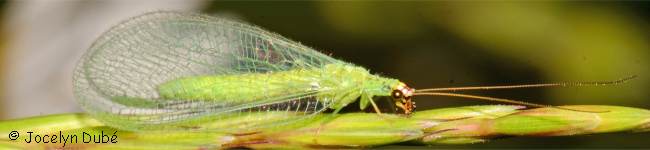 Photo de Neuropt�re (Neuroptera)