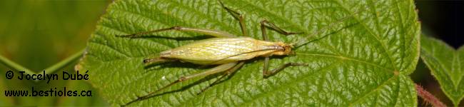 Photo d'un insecte de la sous-famille des O�canthin�s (Oecanthinae)