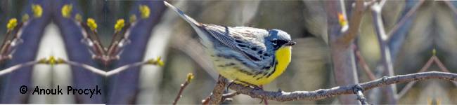 Photo d'une paruline de Kirtland