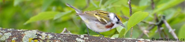 Photo d'une paruline � flancs marron