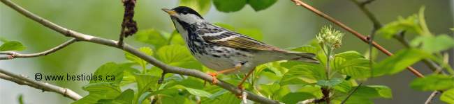 Photo d'une paruline ray�e