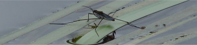 Photo d'un patineur - Insecte